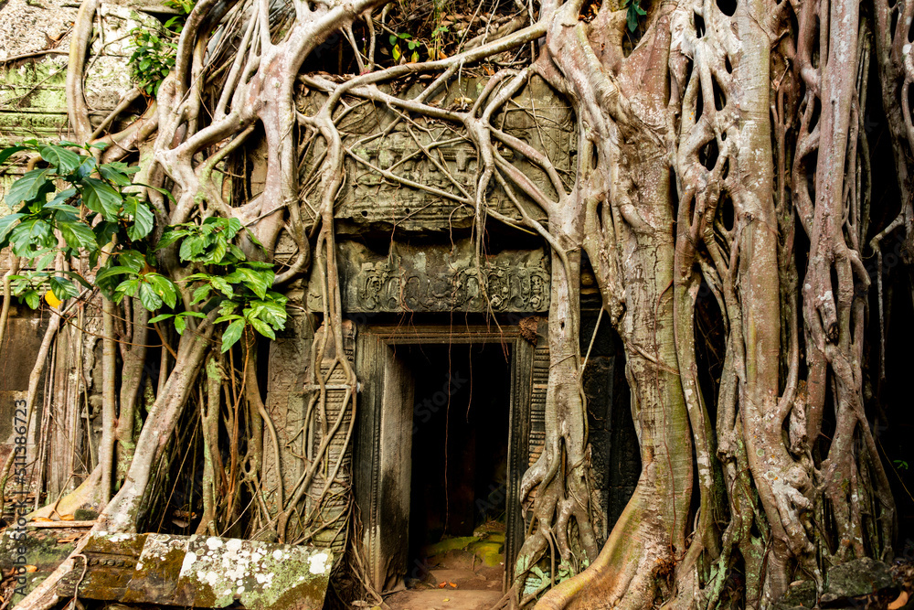 Trees growing along the Angkor temples