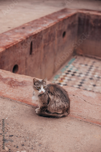 Fototapeta Naklejka Na Ścianę i Meble -  cat on the roof in marrakech morocco