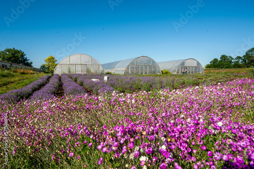 Pink and white strawflower, hylichrysam, on the plantation, and large greenho...