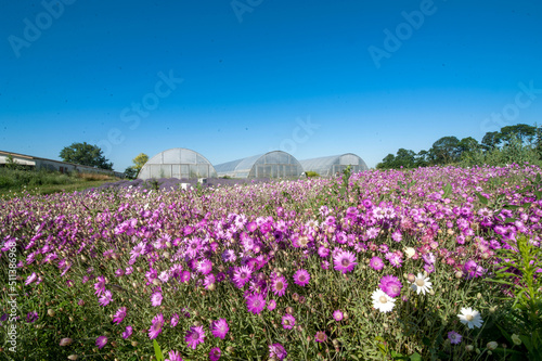 Pink strawflower, hylichrysam, on the plantation, and large greenhouses in th...