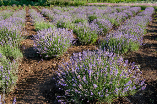 Lavender flowers in bloom bushes on summer sunny day. Lavender farm