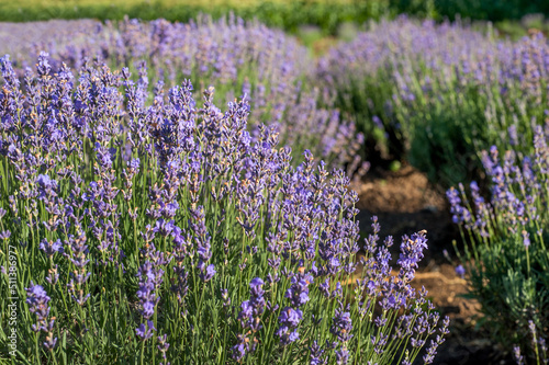 lavender bushes on a plantation