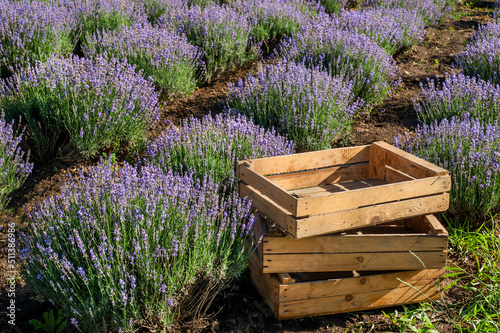 Lavender flowers in bloom bushes on summer sunny day. Lavender farm with boxe...