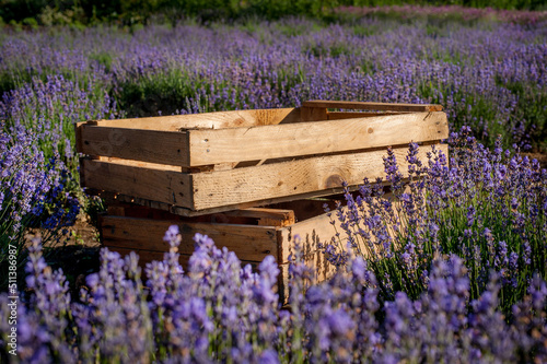 Lavender bushes in bloom boxes for harvesting