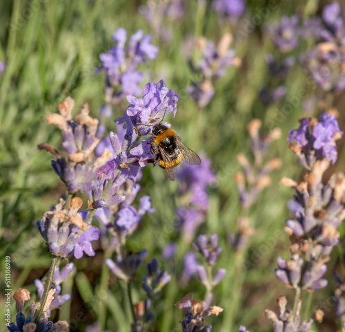 Bumble bee sucking nectar from lavender