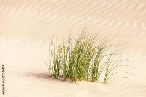 Desert shrub in the sand in Al Wathba in Abu Dhabi in UAE. Beautiful closeup landscape scene.
