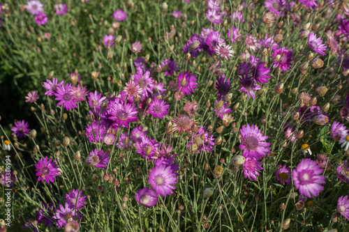 Pink strawflower, hylichrysam, on the plantation