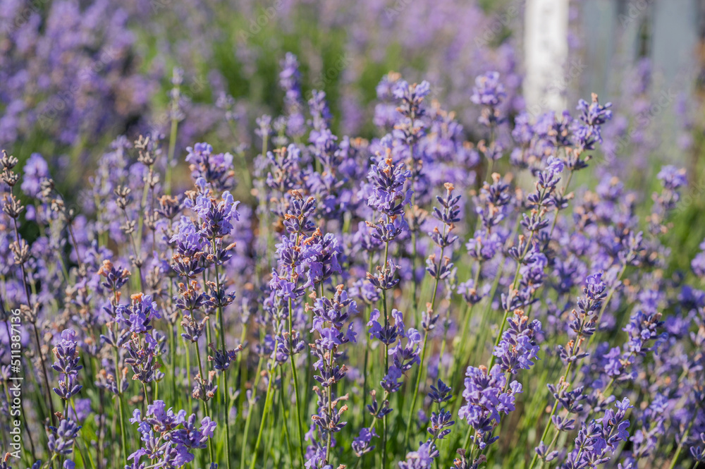 Fototapeta premium close up of lavender flowers with blurred back background