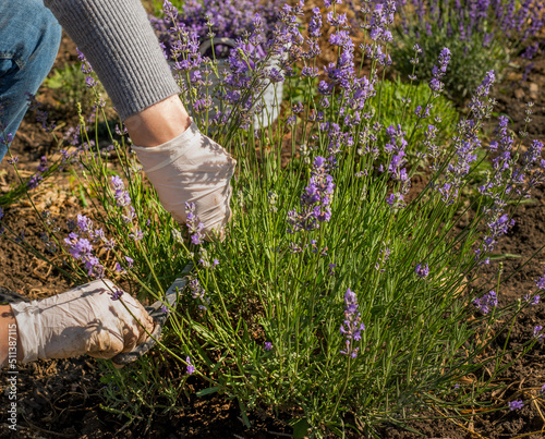 Gloved gardener's hands cut lavender inflorescences close up with scissors. C...