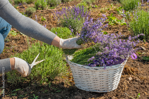 gardener collects in a basket cut lavender inflorescences