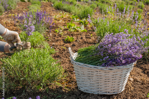 pruning shrubs in a lavender field