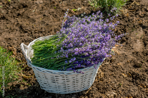 basket of cut fragrant sprigs of lavender in a white basket, top view