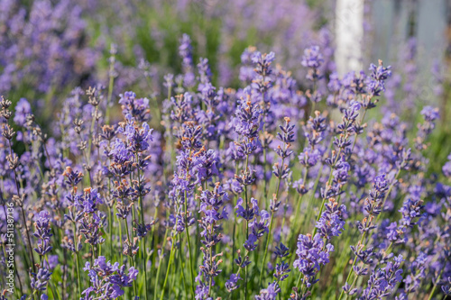 close up of lavender flowers with blurred back background