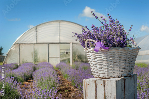 lavender flowers close up with white basket