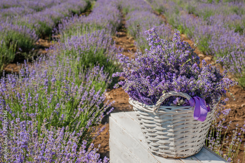 bushes in rows and a white basket with gathered flowers at lavender field