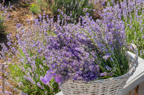 lavender flowers harvested in a basket on a lavender plantation
