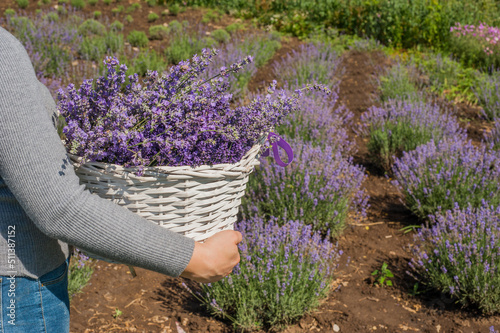 gardener carries in a basket cut sprigs of lavender