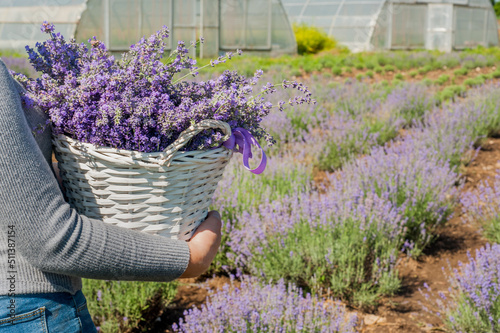 gardener woman carries in a white basket cut lavender