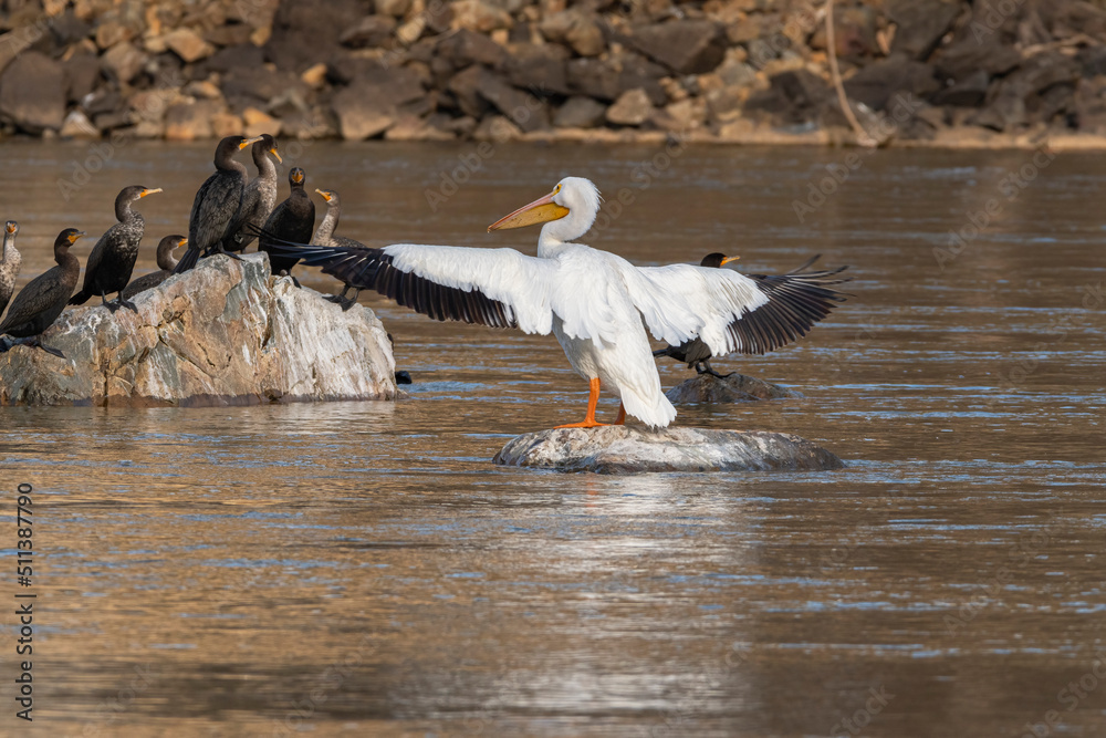 Yacking white pelican with white and black tipped wings spared to camera head ...