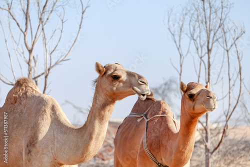 Two Middle Eastern camels in a desert in United Arab Emirates