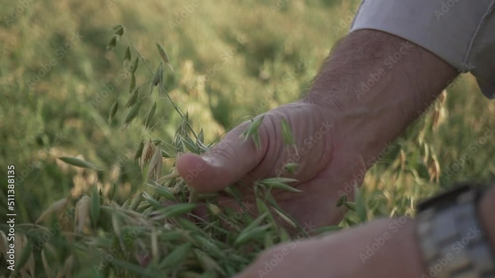 Mano tocando cultivo de avena