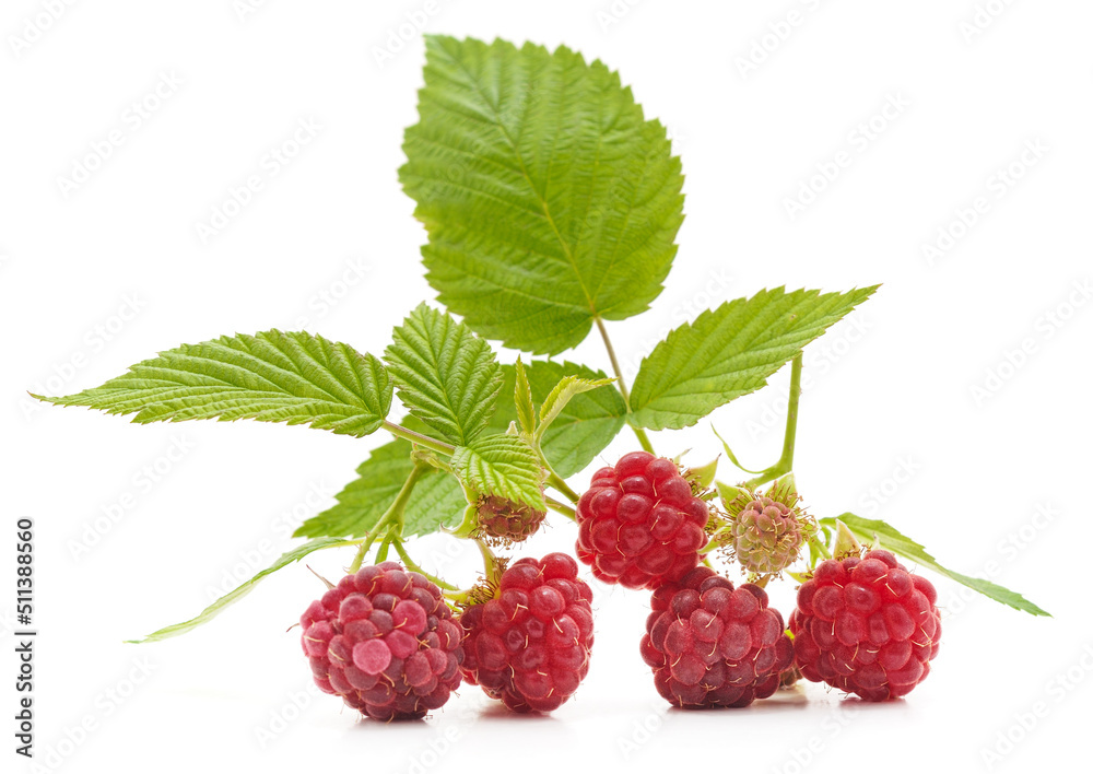 Raspberry with leaves. Raspberry with leaves.