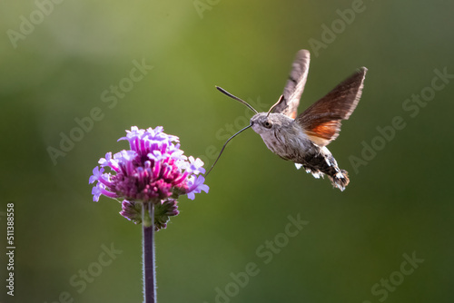 Hummingbird hawk moth (Macroglossum stellatarum) feeding on purple verbena flowers.