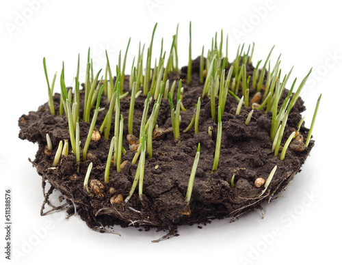 Sprouted wheat growing from the soil. photo