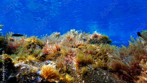 Underwater photo of algea and plants. From a scuba dive in the Atlantic ocean.
