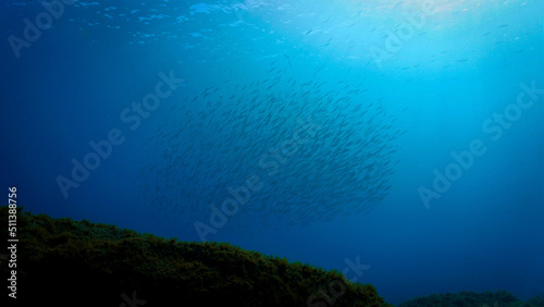 Underwater photography of school of fish. From a scuba dive in at the Canary islands in the Atlantic ocean. Spain.