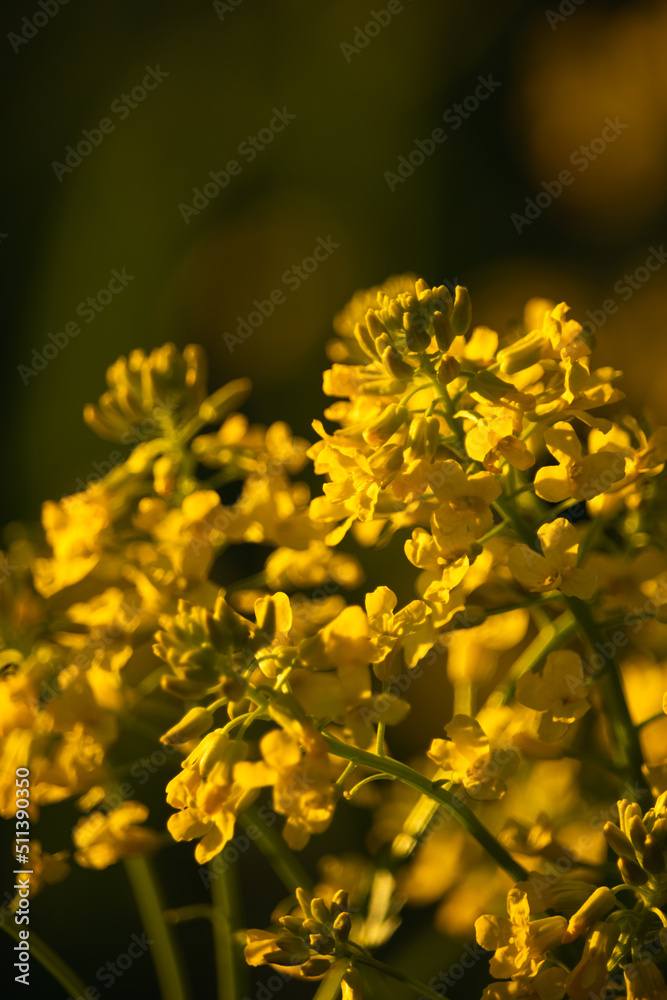 yellow rapeseed flowers at sunset