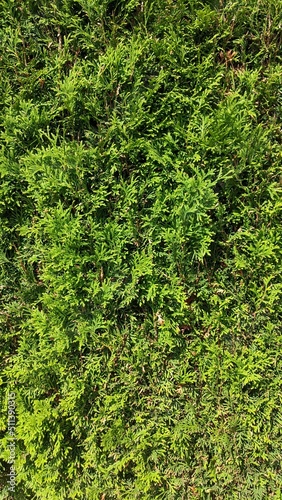 green thuja texture for background