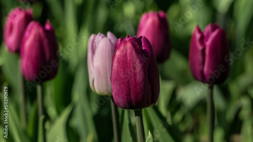 a bright tulip. spring flower. floral background for the screensaver