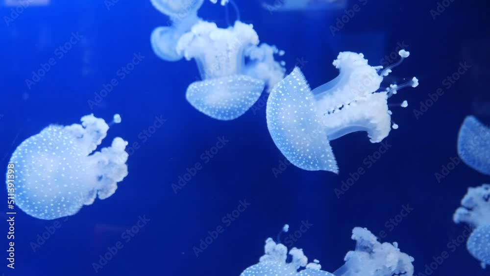 Meduse jellyfish Constellated. White translucent jellyfish swim slowly against a blue background at the oceanarium in Monaco.
phyllorhyza punctata.