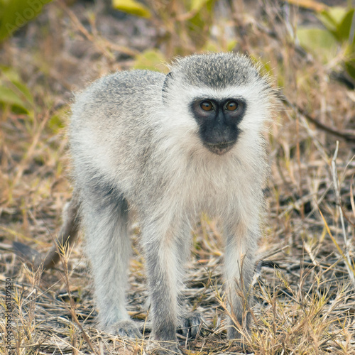 Small vervet monkey looking at the camera