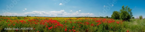 Panorama of a poppy field in the countryside in summer near the highway © mikhailgrytsiv