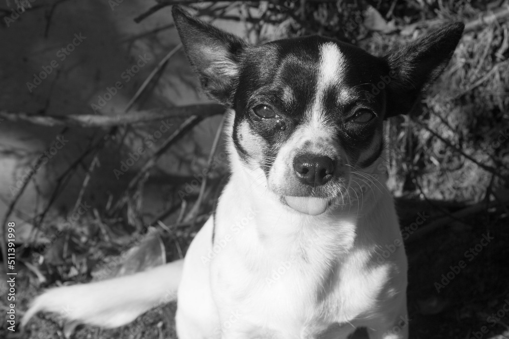 black and white dog