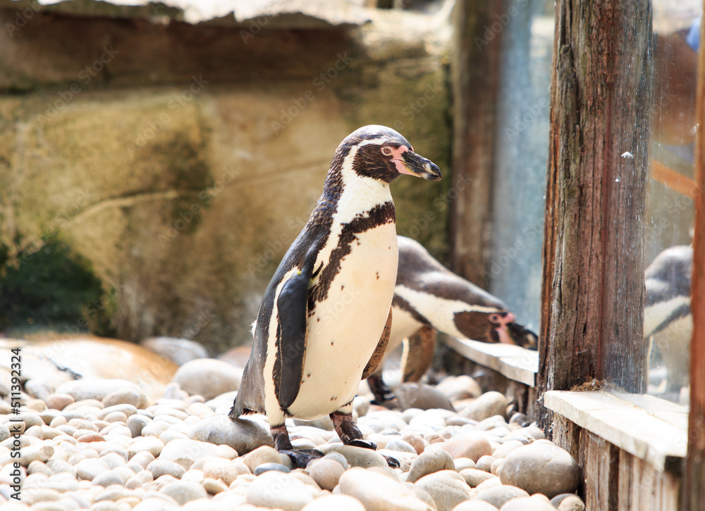 Fototapeta premium Captive Humboldt Penguin standing next to a glass viewing window