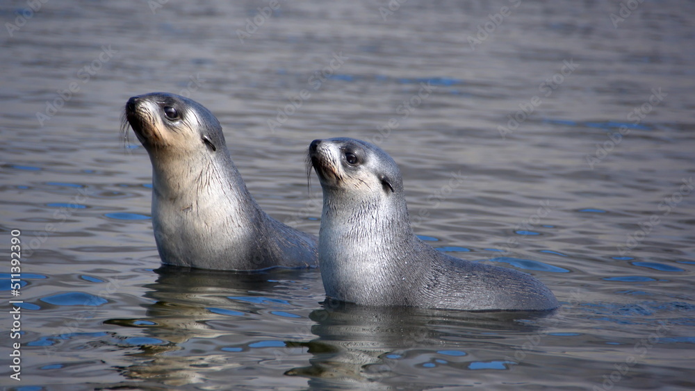 Obraz premium Antarctic fur seal (Arctocephalus gazella) pups in a lagoon at Jason Harbor, South Georgia Island