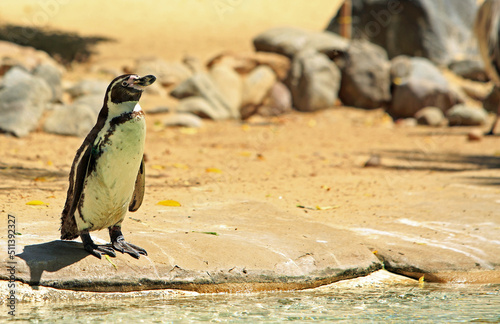 Humboldt Penguin standing by the waters edge -  Latin name Spheniscus humboldti photo