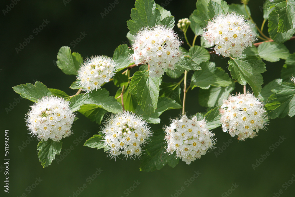 Branch of common ninebark (Physocarpus opulifolius) plant with white flowers in garden