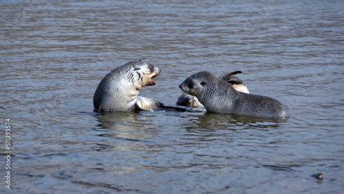 Antarctic fur seal (Arctocephalus gazella) pups playing in a lagoon at Jason Harbor, South Georgia Island