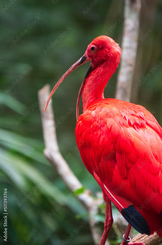 Naklejka premium Guara bird at Iguassu Falls
