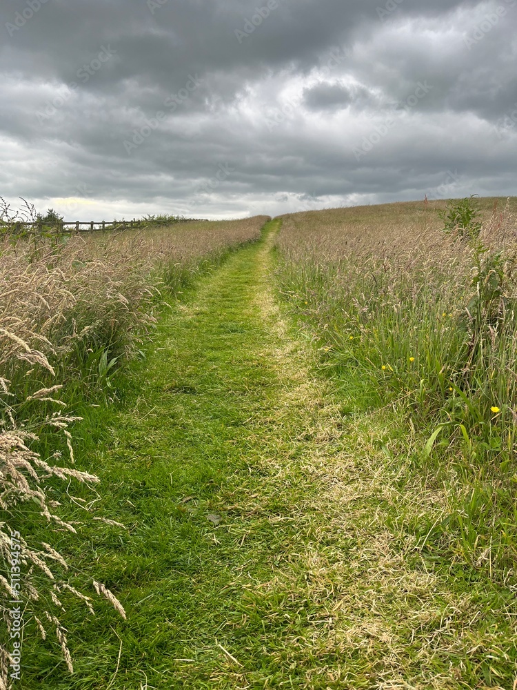 path in the field