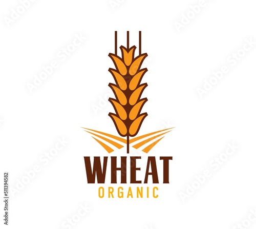 Wheat icon, rice, oat barley or millet cereal ear, organic food and farm bakery vector symbol. Wheat ear or rye spikelet symbol for bread bakery or cereal and grain products shop