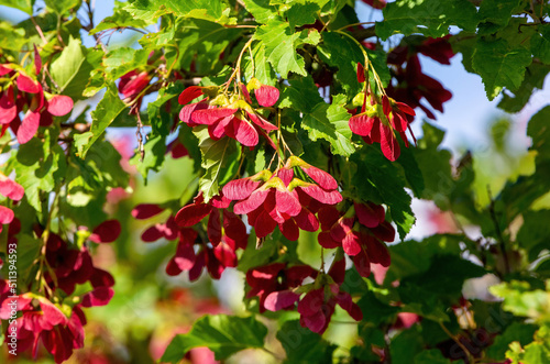 Clusters of red samaras or seed pods hang on a Hot Wings Tatarian Maple Tree in Summertime.