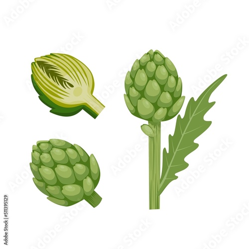 Vector illustration of Globe artichoke or green thistle Flower bud of cynara cardunculus. isolated on white background. healthy green vegetables.