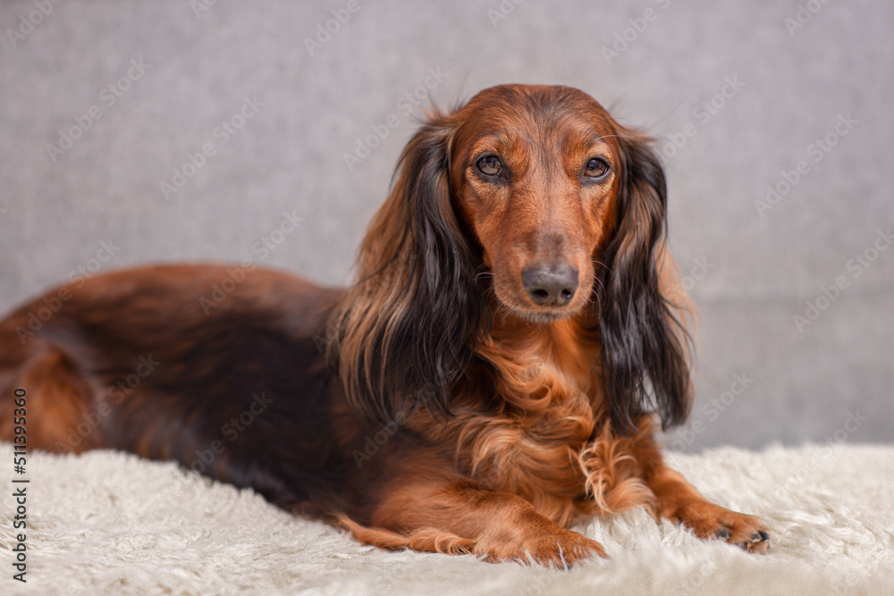 brown dachshund lies at home on a cozy dog ​​bed