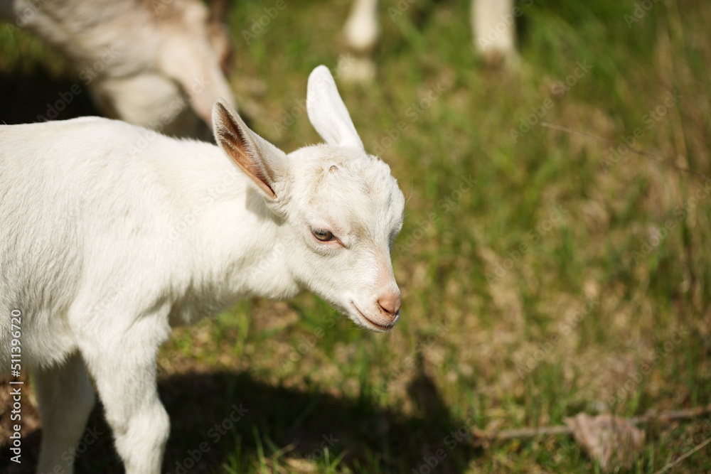 Baby goats playing in the barnyard on a small farm in Ontario, Canada. Baby goats playing in the barnyard on a small farm in Ontario, Canada.