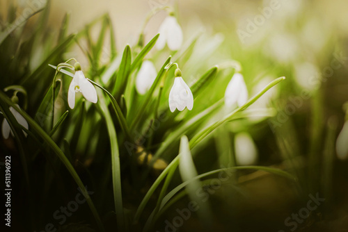 White delicate beautiful flowers snowdrops grow among the green grass on a sunny warm spring day. Flowers in early spring. Nature in March. ©  Valeri Vatel